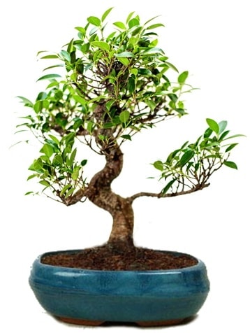 25 cm ile 30 cm aralığında Ficus S bonsai  Balıkesir çiçek gönderme sitemiz güvenlidir 