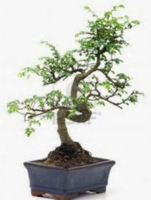 S gövde bonsai minyatür ağaç japon ağacı  Balıkesir çiçek satışı 