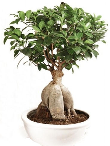 Ginseng bonsai japon ağacı ficus ginseng  Balıkesir İnternetten çiçek siparişi 